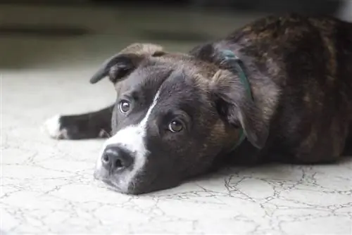 boxador puppy