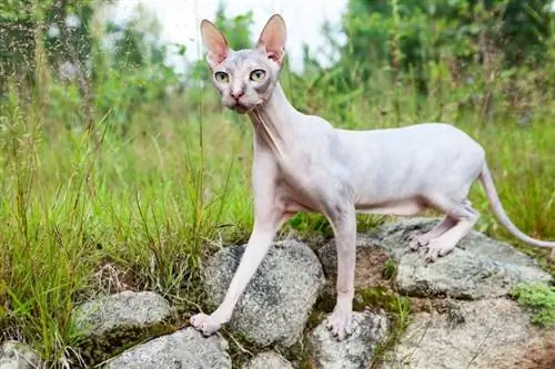 Kucing Donskoy di atas batu