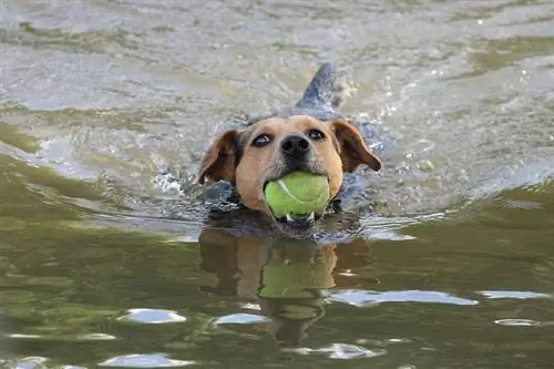 Anjing berenang dengan bola