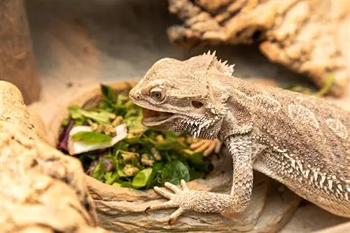 skäggig drake äter inne i sitt terrarium