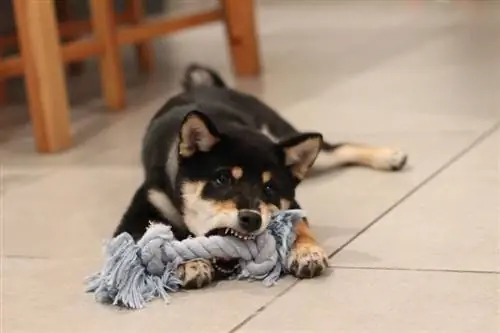 shiba inu jogando um brinquedo de corda