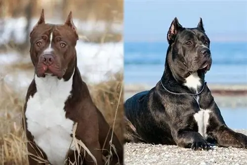 American Pit Corso (American Pitbull Terrier & Cane Corso Mix): Informace, obrázky, vlastnosti & Fakta