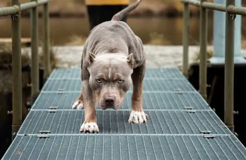 Bullypit (American Bulldog & Pitbull Mix): Info, bilder, fakta