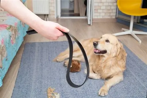 Punizione di un cane colpevole training_potashev Aleksandr_shutterstock