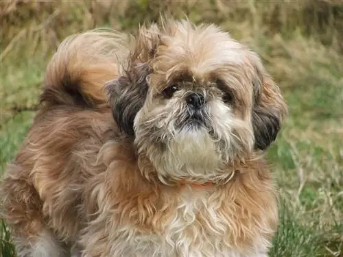 Shih Tzu