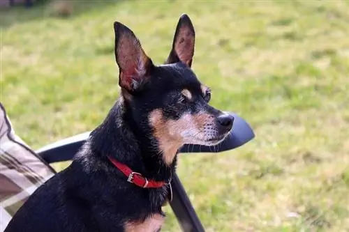 Dvergpinscher