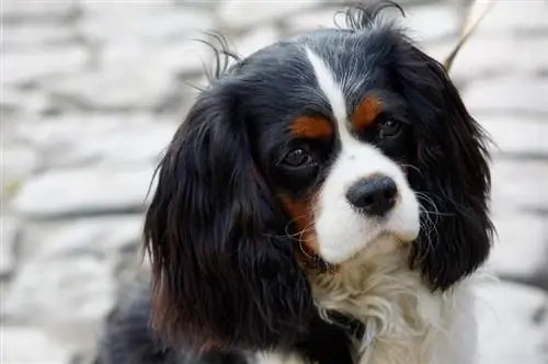 Cavalier King Charlesin spanieli