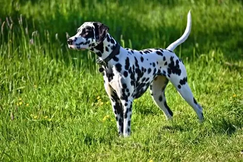 gos dalmata parat a l'herba