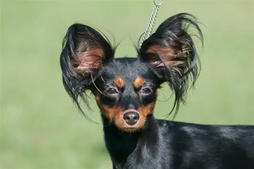 russian toy terrier_avid Raihelgauz_shuttesrtock