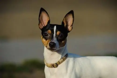 Speelgoedfoxterrier