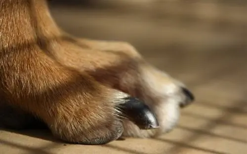 primer plano de la pata de un perro y las uñas recortadas