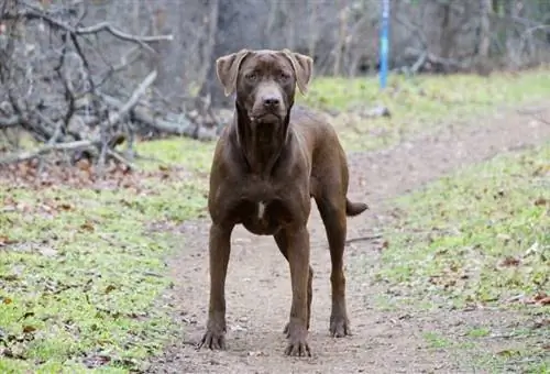 Berapakah Kos Labrador Retriever? (Panduan Harga 2023)