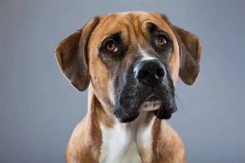 dogue allemand et chien boxer