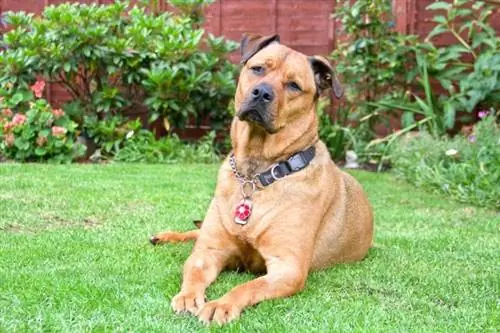 Bullmastiff Rottweiler