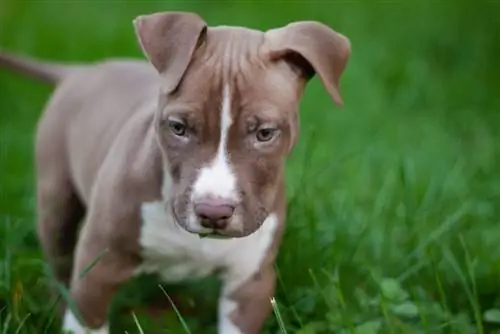 un cachorro pitbull de nariz roja