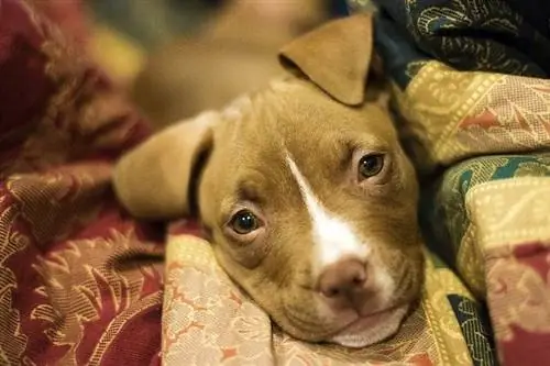 Cara de cachorro Pitbull de nariz roja