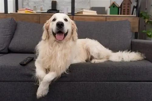 Golden Retriever Hund liegt auf der Couch mit TV-Fernbedienung