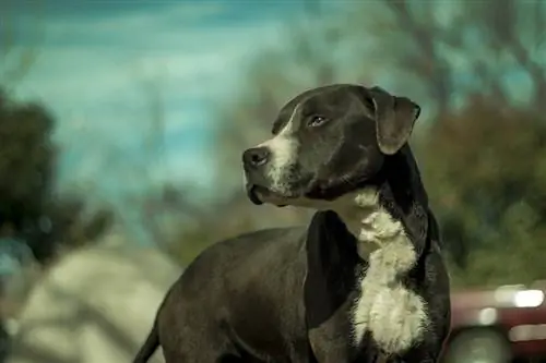 Doberman og Pitbull Mix