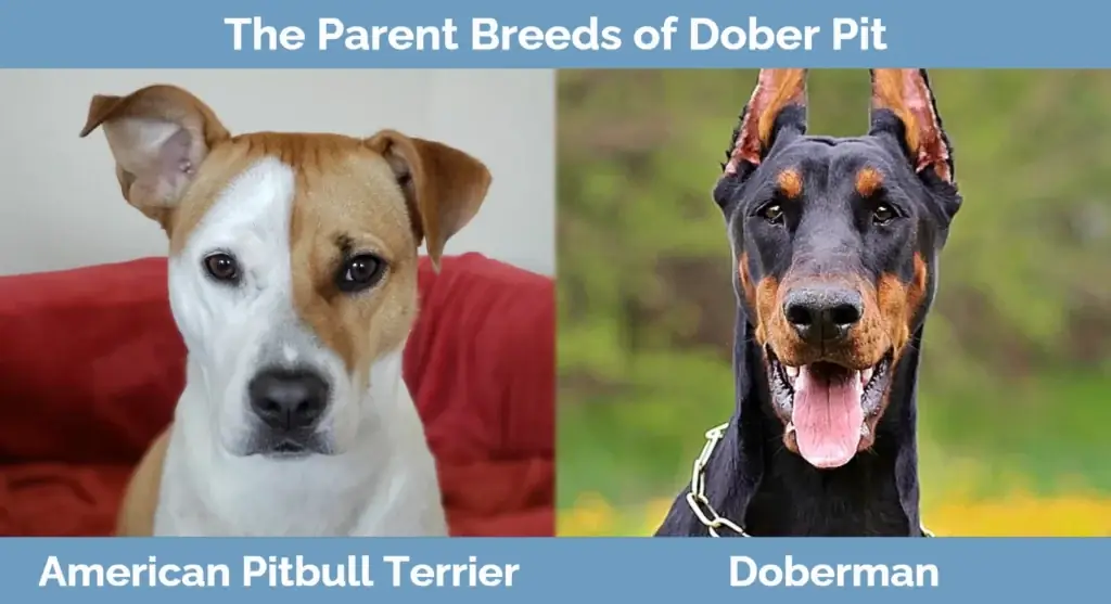 Les races parentales de Dober Pit