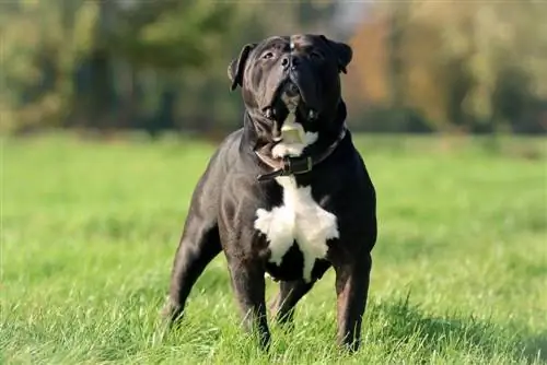 Bullo americano che si gode il sole in un campo