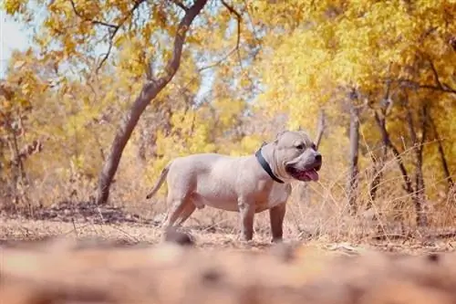 Bullo americano contro Bulldog americano