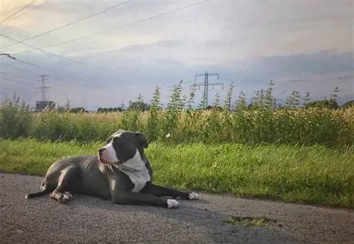 Amerikan zorba köpeği