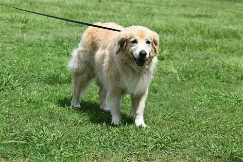 Golden Retriever utenfor