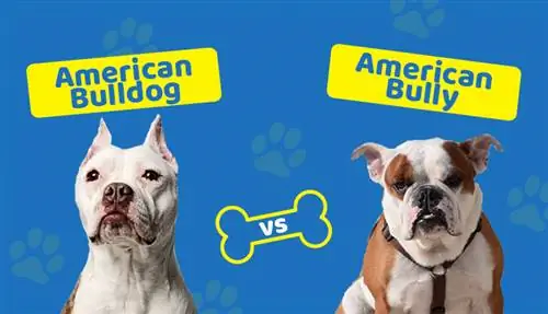 Američki buldog protiv američkog nasilnika: Koja je razlika?