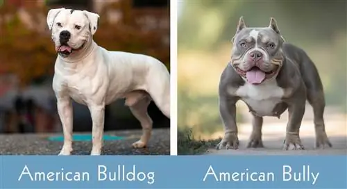 Bulldog americano contro bullo americano fianco a fianco