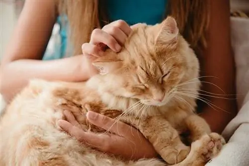 kat slaapt op de schoot van de eigenaar