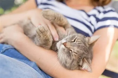 kat die op de schoot van de eigenaar ligt