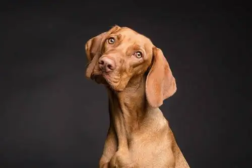 6 races de chiens aux yeux ambrés (avec photos)