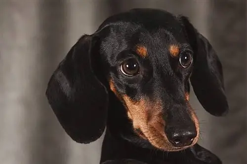 Dachshund hitam dan sawo matang