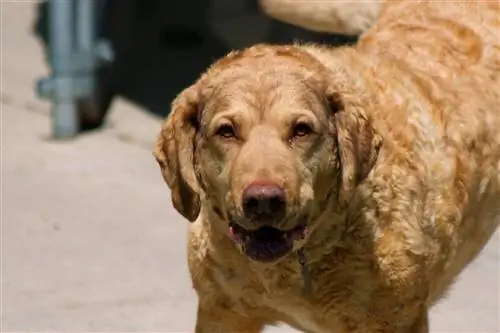 Chesapeake Bay retriever blondínka