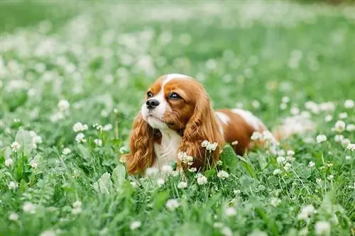 Çay fincanı Cavalier King Charles spaniel