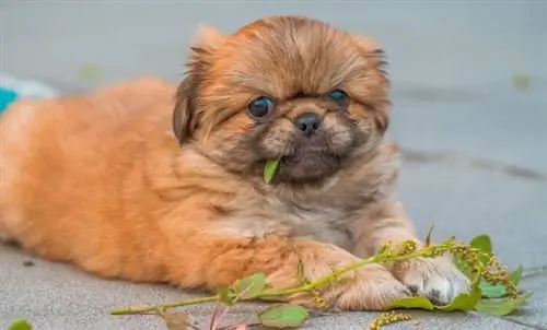 šálek-pekingese