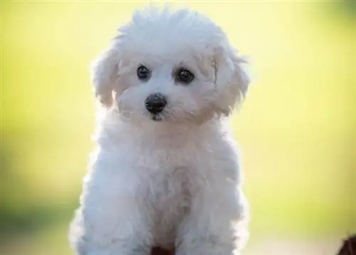 Teacup Bichon Frize duduk di atas timbunan kayu