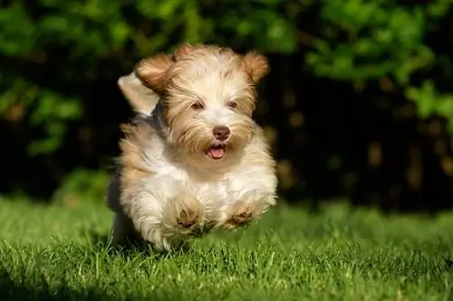 Kikombe cha chai cha Havanese