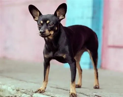 Mini Pinscher kwenye mandharinyuma ya samawati na waridi