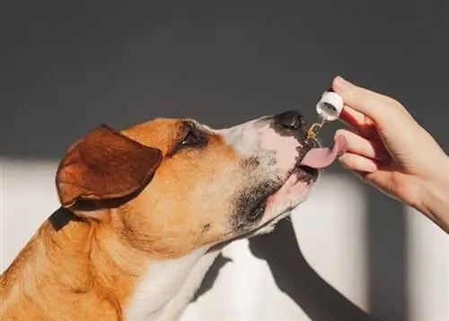 cachorro tomando óleo CBD