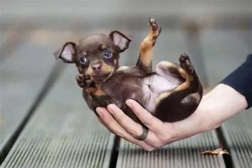 teacup chihuahua