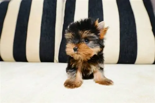 teacup-yorkshire-terrier-puppy