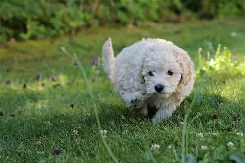 Ufugaji wa Poodle wa teacup