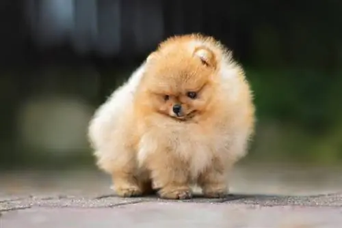 potret dekat anak anjing pomeranian cawan teh