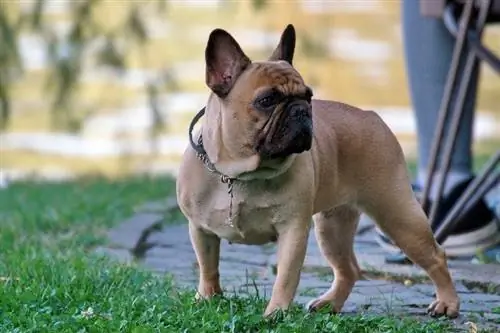 Fabkis bulldog saib rov qab