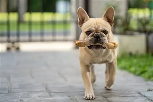 bulldog francés con un hueso de cuero sin curtir_Tienuskin_shutterstock