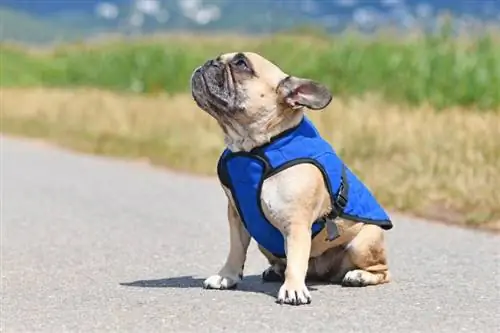 Französische Bulldogge mit blauem Kühlwestengeschirr