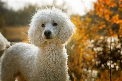 caniche al aire libre