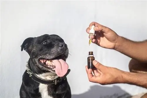 Minyak CBD untuk anjing