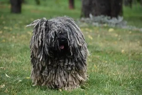 6 Aub Breeds With Dreadlocks (nrog duab)